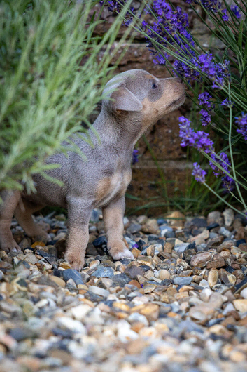 Jack Russell Puppies Lilac Chocolate Blue