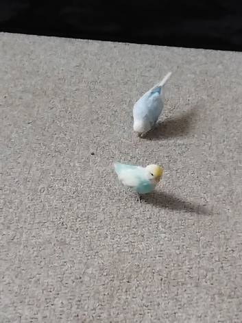 Two female budgies