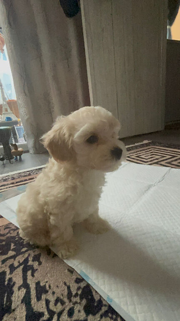 Maltipoo