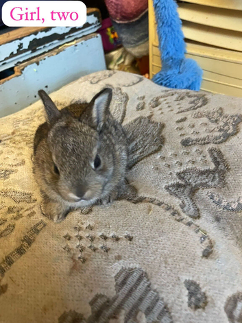 Mini Rex rabbits please read full add