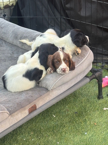 Cocker Spaniel workers looking for ever home