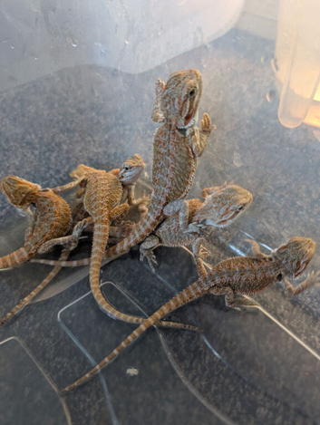 Bearded dragon babies ready now ( Rescue  )