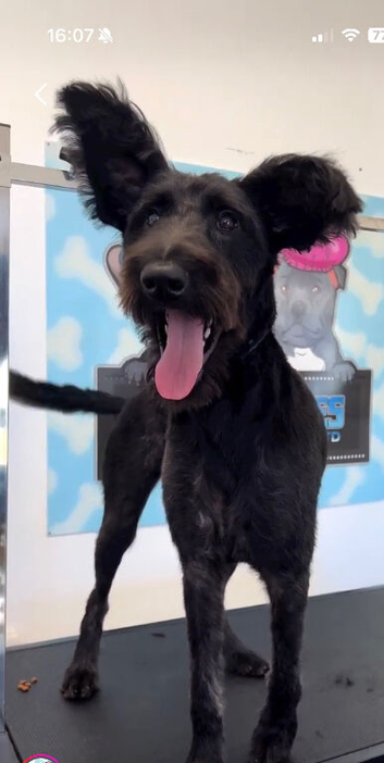 Labradoodle female black