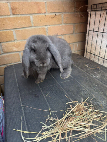 French Lop Doe