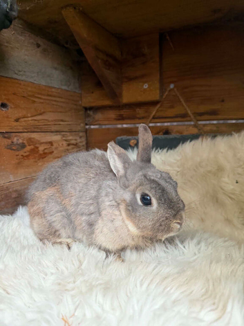 Netherland dwarf doe