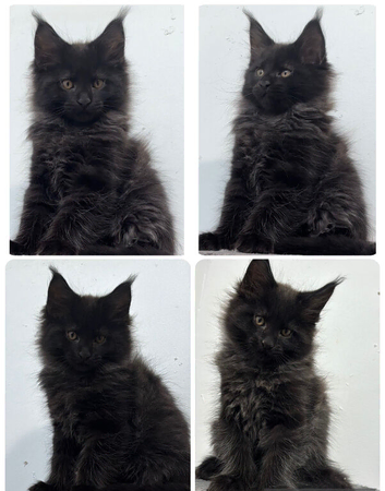 XXL Russian Mainecoons kittens