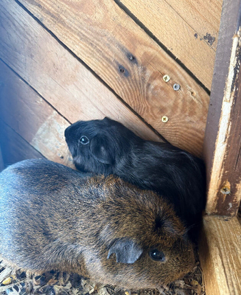 Male guinea pigs all need to go 20 pounds each