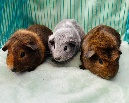 Baby Guinea pigs ready to leave now
