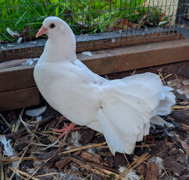 Garden Fantail pigeon