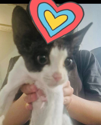 kitten