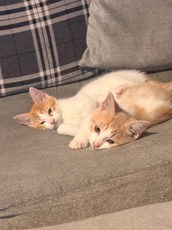 Only 4 left stunning mixed ragdoll x shorthair kittens