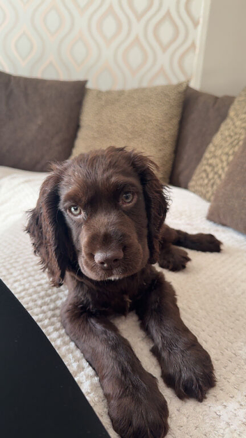 Cocker Spaniel