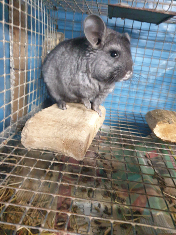 Ebony Hetro dark male