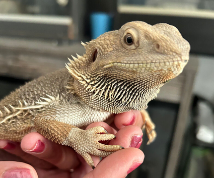 Zero Bearded Dragon 3 years old female