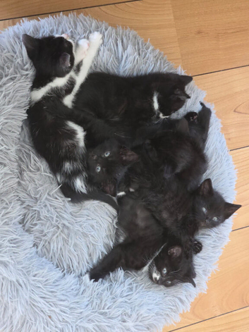 6 Kittens Ready for Their New Homes  . &pound;100 Each