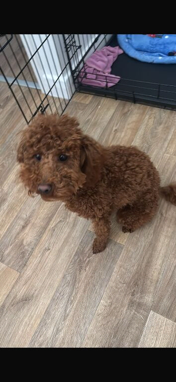 Female toy poodle for rehoming