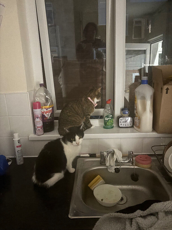 2 cats