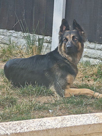 German Shepherd female