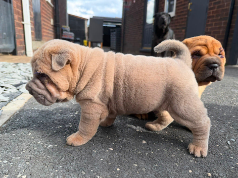 4 males 1female sharpies 8 weeks old ready now &pound;995