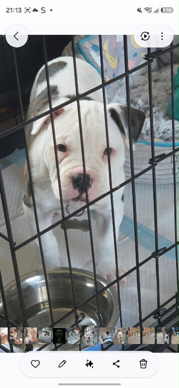 American Bulldog Puppy needs a new home
