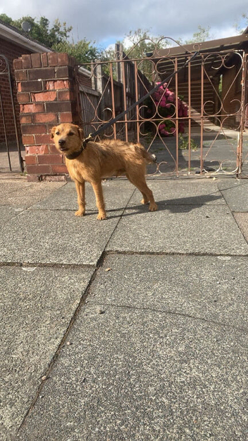 Lakeland terrier to stud