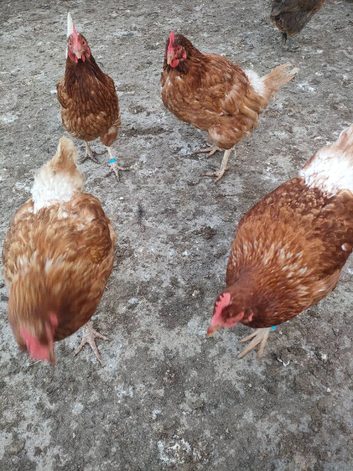 14 x ex battery hens