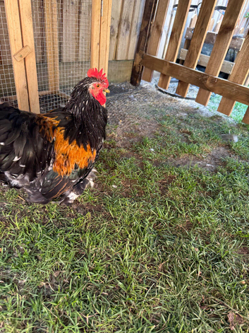 Roosters Pekin free