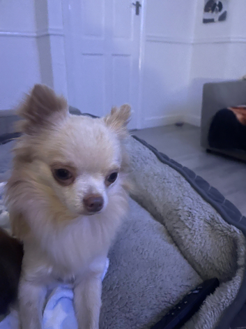 Proven long haired chihuahua stud