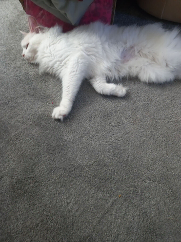 Main coon cat