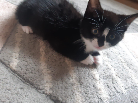 Kitten