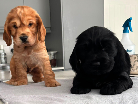Gorgeous Show Type Cocker Pups