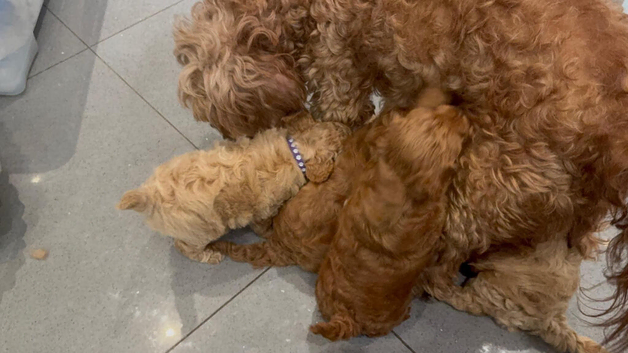 All sold !Beautiful puppies Cavapoo F1b