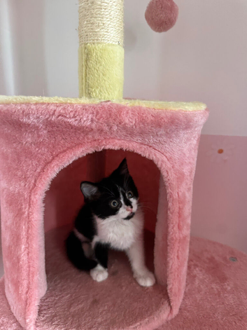 8 week old kitten