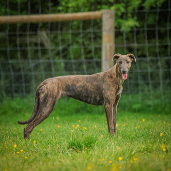 Lurcher 9 months