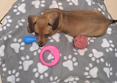 Miniature dachshund girl pra clear