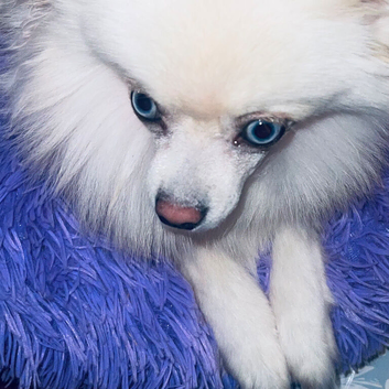 Stunning TINY White Cream Neutered Pomsky Blue Eyes
