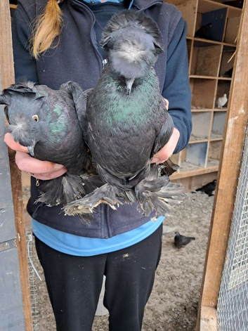 Double crested trumpeter pigeons