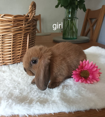 Gorgeous mini lops