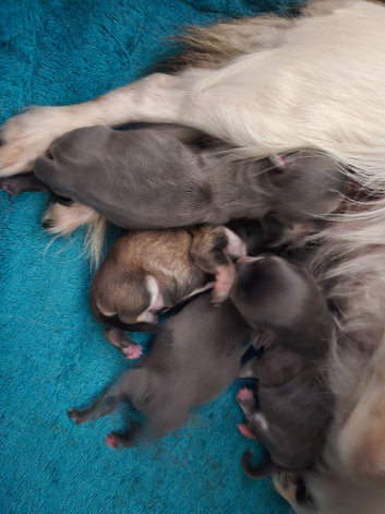 Stunning chihuahua puppies