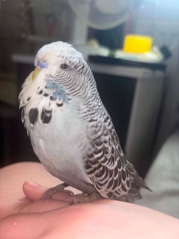 Beautiful tame budgies