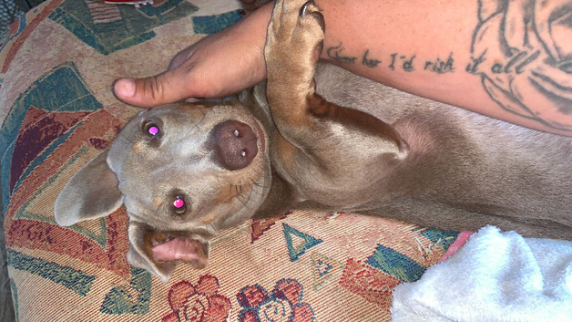 7 month old boy