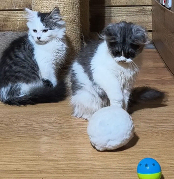 Siberian kittens, delivery possible