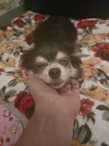 Loving 8yo grandma chihuhua looking for rehome