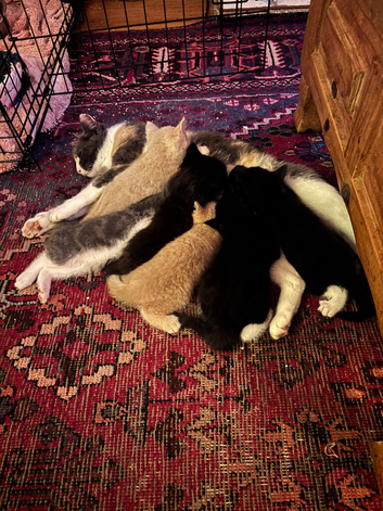 Beautiful 9 week old kittens looking for their forever homes