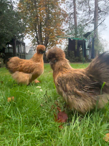 Silkie hens for sale