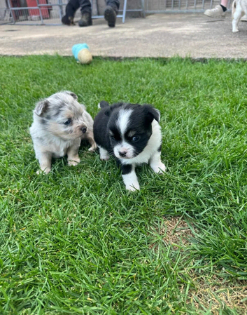 Gorgeous Chihuahua Puppies &ndash; 1 Boy & 1 Girl