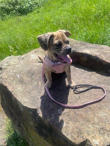 6 month old female puppy frenchie cross border terrier