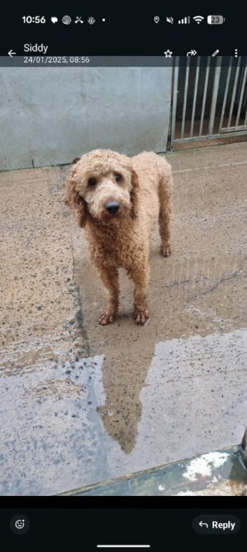 Poodle (miniature) STUD