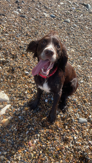 Male Cocker spaniel