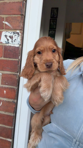 2 show cocker spaniel boys